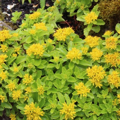 Sedum  Immergrun Bright Yellow B3B