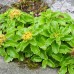 Sedum  Immergrun Bright Yellow B3B