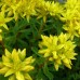 Sedum  Immergrun Bright Yellow B3B