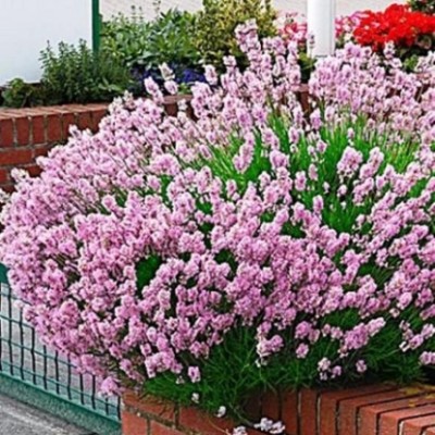 Lavanda roz Rosea C1.5