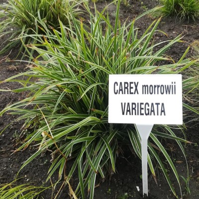 Carex morrowii Variegata C2