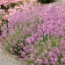 Lavanda roz Rosea C1.5