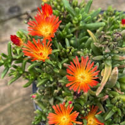 Delosperma  cooperi Delmara Orange B3B