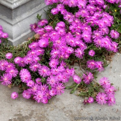 Delosperma  cooperi Delmara Pink B3B