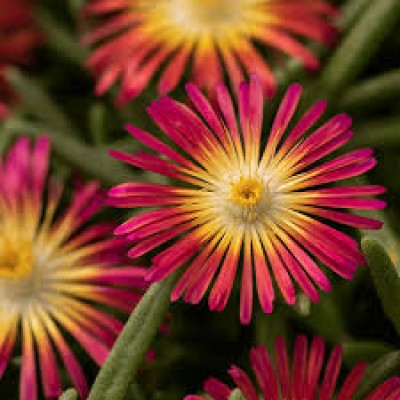 Delosperma  cooperi Delmara Red B3B