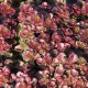 Sedum spurium Purpur Winter P12