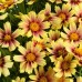 Coreopsis Solana Sunset Burst C1,5