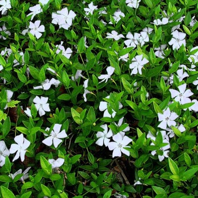 Vinca minor alba C1.5