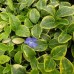 Vinca minor Blue and Gold C2