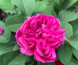 Trandafir dulceata Rose de Rescht C7,5 