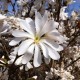 Magnolia stellata Waterlily C15