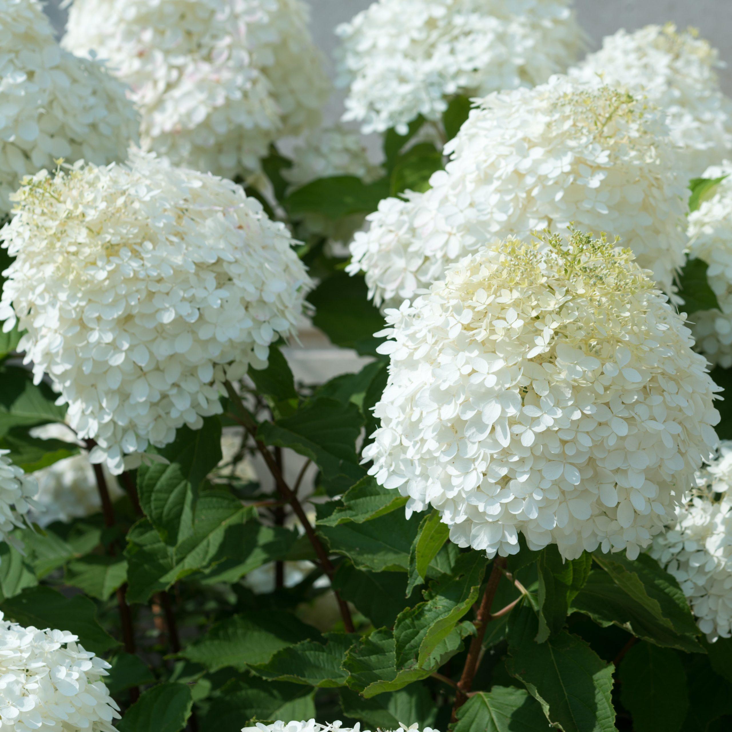 Vara decorativa artificial paniculata